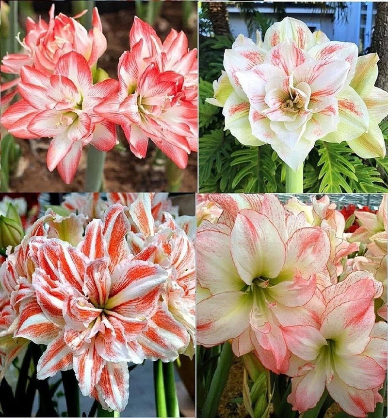 Double-flower lily bulbs with pink-and-white striped petals, clustered blooms