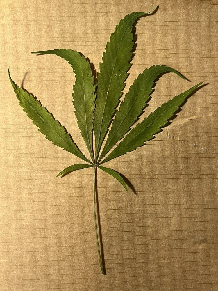 1 Dried Pressed Hemp Leaf Weird Rare Curved Leaves THC-Free Art Craft DIY Resin Dried Flower