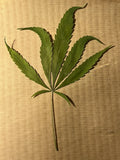 1 Dried Pressed Hemp Leaf Weird Rare Curved Leaves THC-Free Art Craft DIY Resin Dried Flower