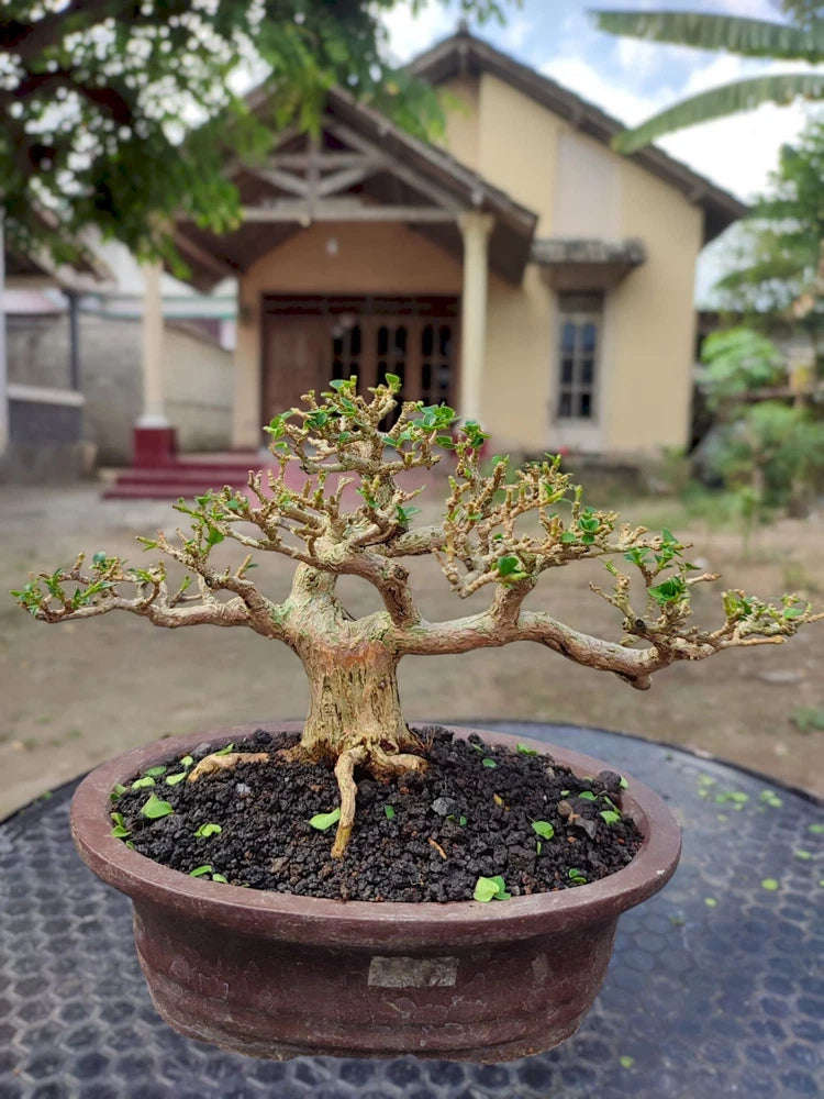 Premna microphylla bonsai tree with sprawling branches and small green leaves in round pot