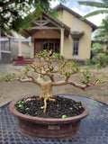 Actual plant Bonsai Premna Microphylla bonsai tree best character Green Plant
