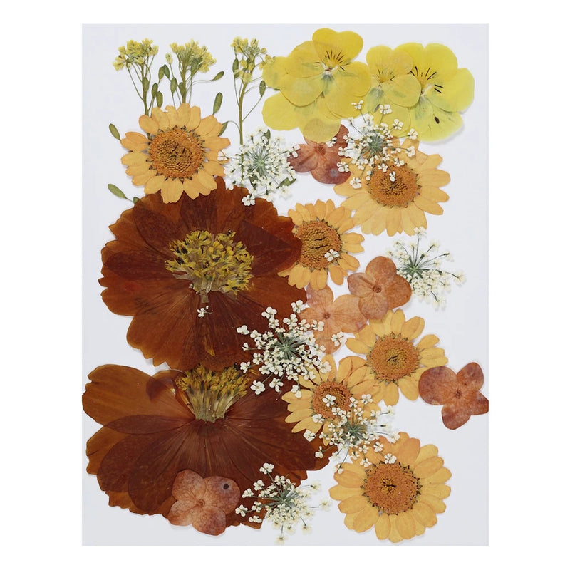 Pressed dried flower assortment with orange, yellow, and brown blooms and small white sprigs