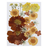 Dried Pressed Flowers Natural Leave Real Pressed Flowers Orange Series Dried Flower