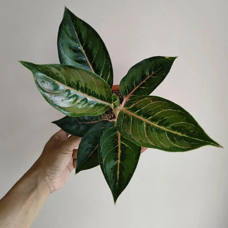 Aglaonema plant with glossy dark green leaves and pale yellow veins