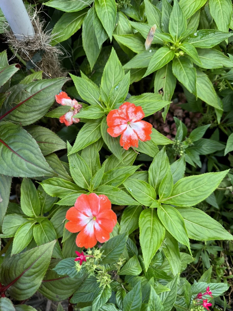 Orange Star New Guinea Impatiens Plants Orchids