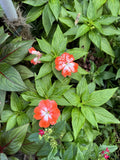 Orange Star New Guinea Impatiens Plants Orchids