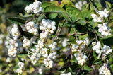 25 COMMON SNOWBERRY - WHITE Berries Pink Flowers Symphoricarpos Alba Shrub Seeds Flowering Plants