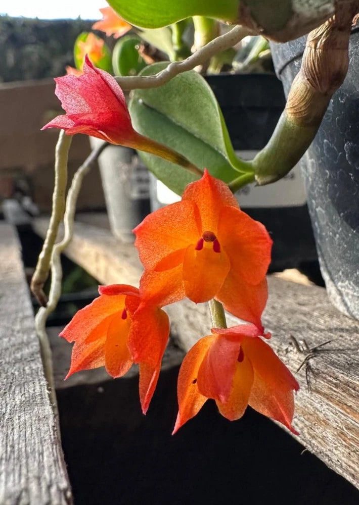 Orchid live Sophronitis alagoensis - bare root Orchids