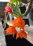 Orchid live Sophronitis alagoensis - bare root Orchids