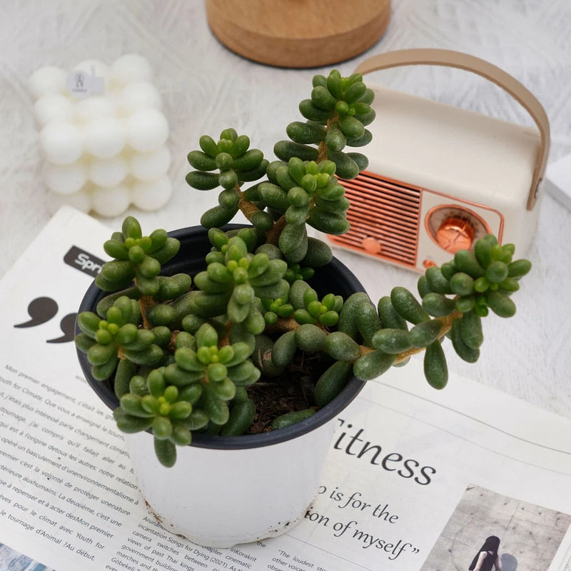 5'' Sedum Hernandezii Green Turtle Eggs, Live Succulent Plants,Rare Plants Green Plant