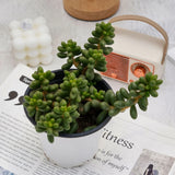 5'' Sedum Hernandezii Green Turtle Eggs, Live Succulent Plants,Rare Plants Green Plant