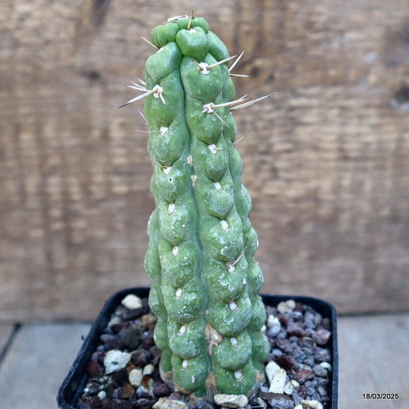 Green spiral cactus in black pot with gravel and small spines