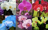 25pc ORCHID SEEDS Garden Plant Flower bloom rare exotic USA seller FREE shipping Garden Plants