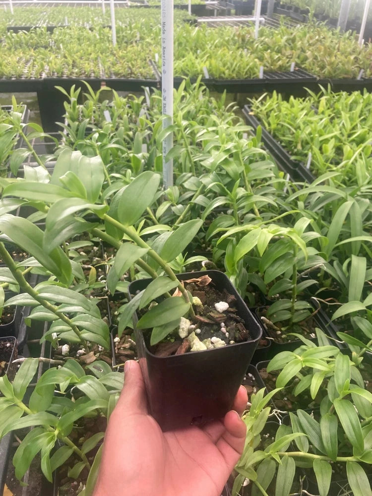 Live fragrant orchid plant in small dark pot with broad green leaves