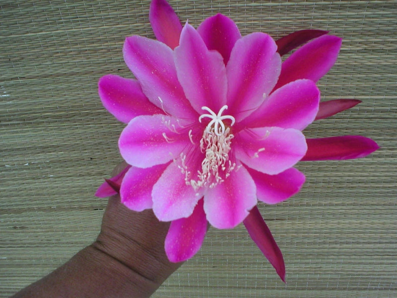 Orchid cactus flower in bloom with bright pink-purple petals and curled stamens