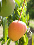 Grafted Mango (Mangifera ) Honey Kiss Live Fruit Tree (1-2 ft) Indica Green Plant