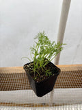 Dill Live Plant - Seedlings/Plugs and Plants - 3"- 12" tall - 30-60 days Green Plant