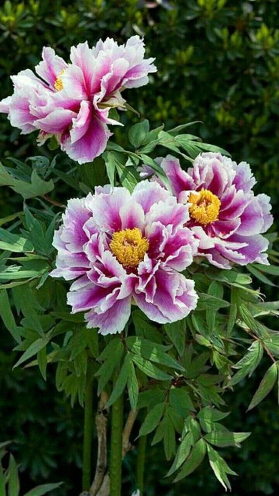 Purple and yellow peony flowers with ruffled petals and bright yellow centers