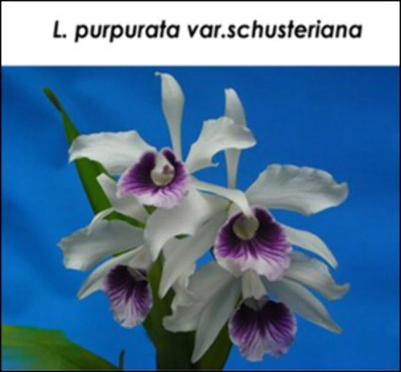 White and purple orchid flowers with green stems, three blooms.