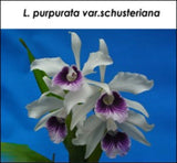 L. purpurata var. schusteriana [1006] Orchids