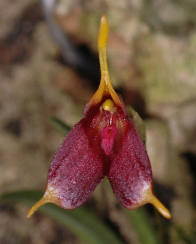 Mini-miniature. Trisetella pantex Orchids