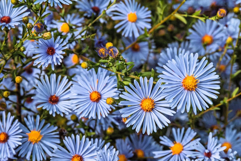 250 SKY BLUE ASTER Azure Aster Azureus Flower Seeds Flowering Plants