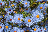 250 SKY BLUE ASTER Azure Aster Azureus Flower Seeds Flowering Plants