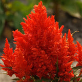Scarlet Plume Celosia Seeds | Non-GMO | Free Shipping | Seed Store | 1278 Flowering Plants
