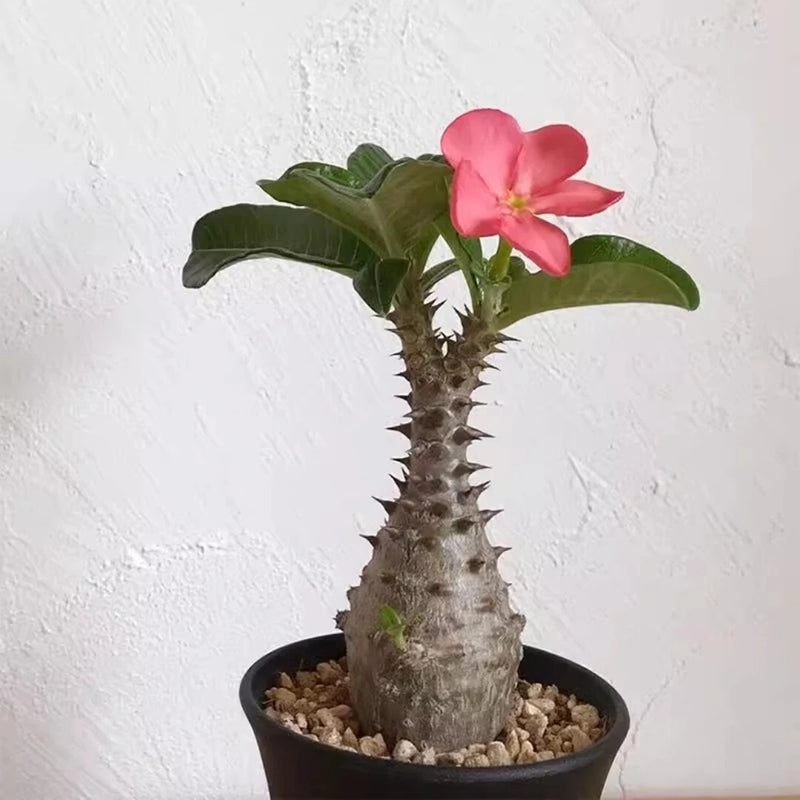 Pachypodium succulent cactus plant in pot with pink flower and spiky stem