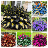 170+ Mix Hosta Seeds for Planting - Perennial Shade Garden Plant Garden Plants