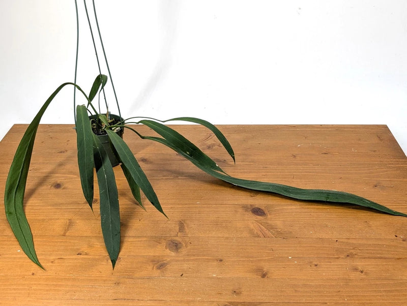 Anthurium vittariifolium plant with long strap-like green leaves