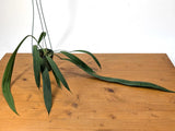 Anthurium Vittariifolium with TWO or more large leaves Orchids