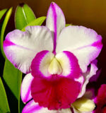 Lc. Robert Strait 'Islander Delight' Cattleya Orchid Plant Blooming Size 4Ó ~~ Orchids