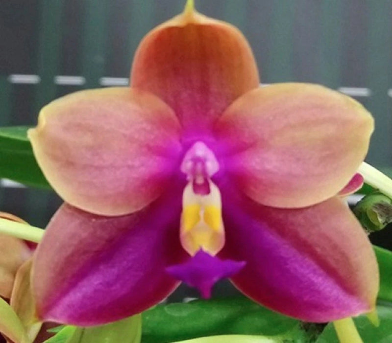 Pink and purple Phalaenopsis orchid flower with yellow center, close-up