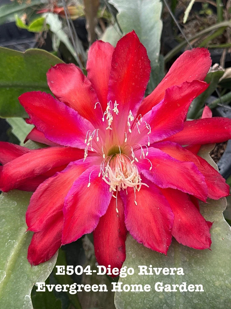 Red epiphyllum orchid cactus flower with long stamens on green cactus pads