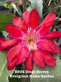 Rooted Epiphyllum Orchid Cactus ÒDiego RiveraÓ Growing In 4Ó Starter Pot. Orchids