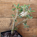 D4546 EUPHORBIA DURANII pot12-H24-W16 cm MaMa Cactus Green Plant