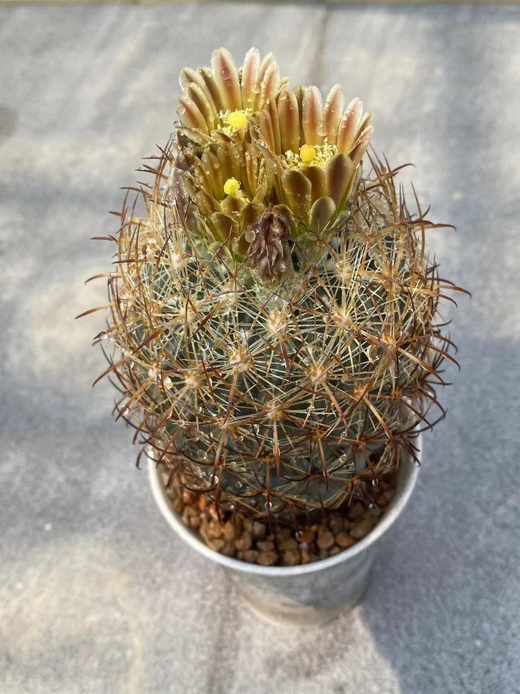 Succulent Plant  Echinomastus laui seedgrowth Garden DŽcorBoutique Garden Plants