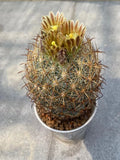 Succulent Plant  Echinomastus laui seedgrowth Garden DŽcorBoutique Garden Plants