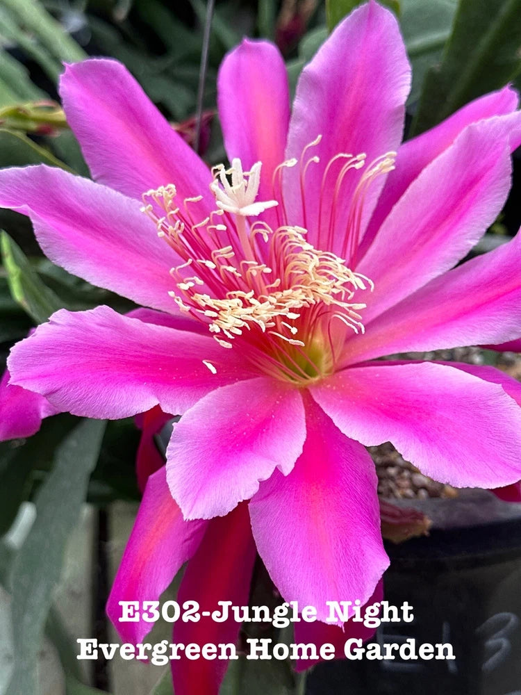 Orchid cactus starter plant in 4 in pot with bright pink five-petal bloom