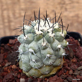 D3574 COPIAPOA CUCICENTRA pot10-H7-W6 cm MaMa Cactus Green Plant