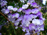 Psoralea Pinnata, Cold Hardy Kool Aid Shrub or Small Tree, 8 Seeds Garden Bonsai Flowering Plants