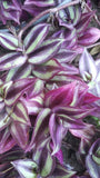 ORGANIC Plant Pink Purple green variegated Wandering Jew (6) 6" rooted cuttings Orchids