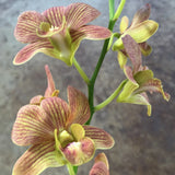 (726-1) Den. Buddy Brown      FS Orchids