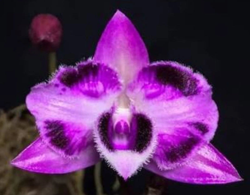 Purple Dendrobium orchid bloom with fringed petals and fuzzy center