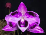 Purple Dendrobium orchid bloom with fringed petals and fuzzy center