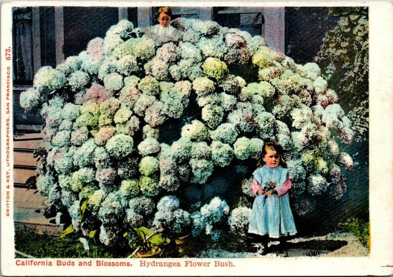 California Buds & Blossoms, Hydrangea Flower Bush, CA - F10378 Hydrangea