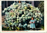 California Buds & Blossoms, Hydrangea Flower Bush, CA - F10378 Hydrangea