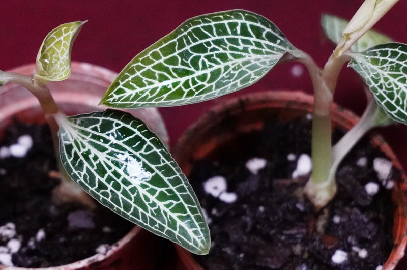 Leafy jewel orchid plant in small terrarium pot, dark green leaves with white vein pattern