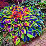 Hosta Seeds, 150 Pieces Perennial Ornamental Leaf Plant for Home Gardens, Garden Plants